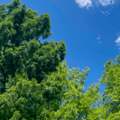 media holemedia hole Front Cover