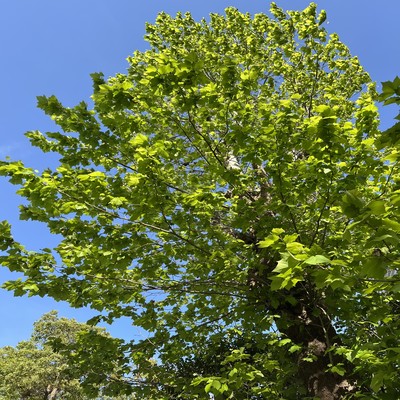 Believe Myself Front Cover