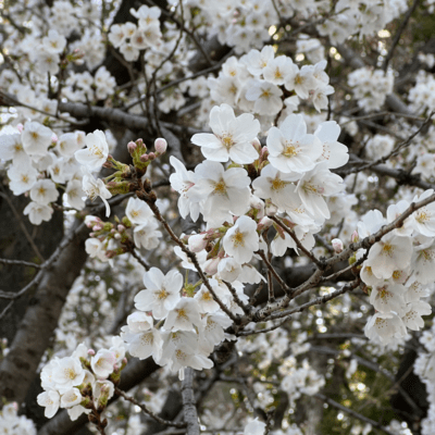 桜咲く、舞い散るようにのジャケット写真