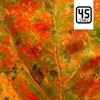 Flash Back Memories Front Cover