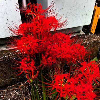 お疲れさんのジャケット写真