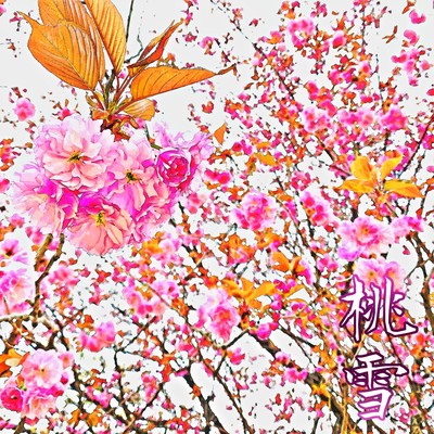 Momoyuki Front Cover