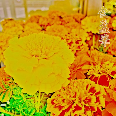 金盞華のジャケット写真