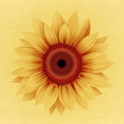 Dear Grandma Front Cover