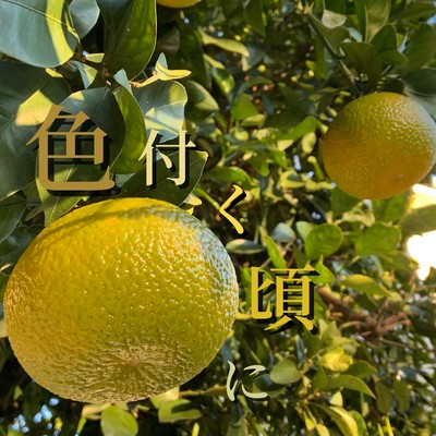 色付く頃にのジャケット写真