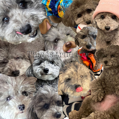 This is true loveのジャケット写真