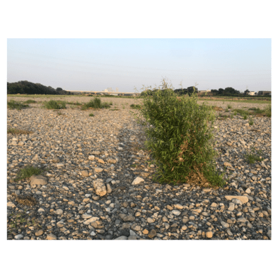 Innercurrent Front Cover