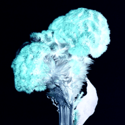 Red Celosia Front Cover