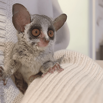 Battle Revolution ~KOIYO~ Front Cover