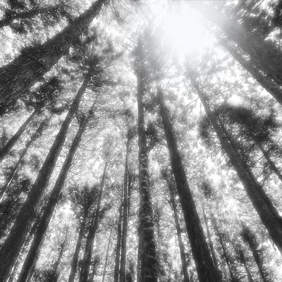 dazzling Front Cover