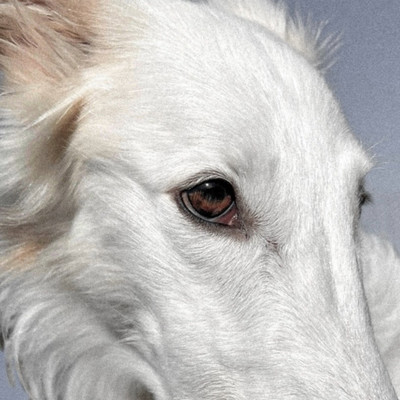 Tame a Houndのジャケット写真