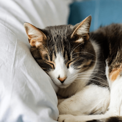 sleep maxのジャケット写真