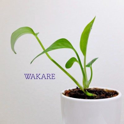 WAKAREのジャケット写真