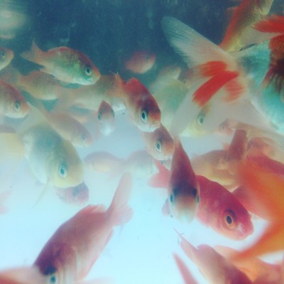 Fish story (feat. Mirei) Front Cover