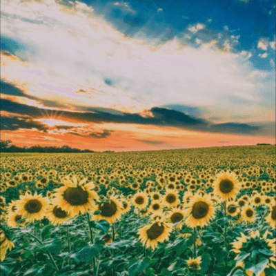 ひまわりのジャケット写真