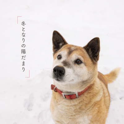 冬となりの陽だまりのジャケット写真