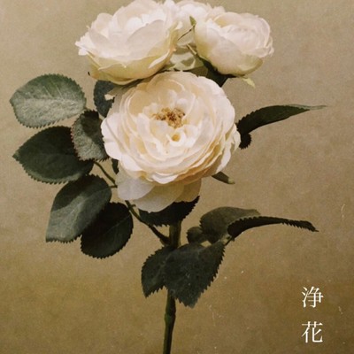 浄花のジャケット写真