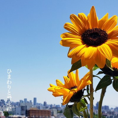 ひまわりと滑走路のジャケット写真