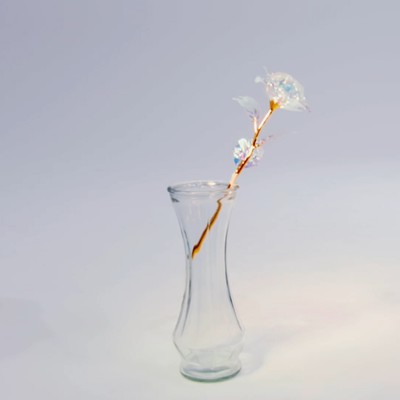 Wonderlandのジャケット写真