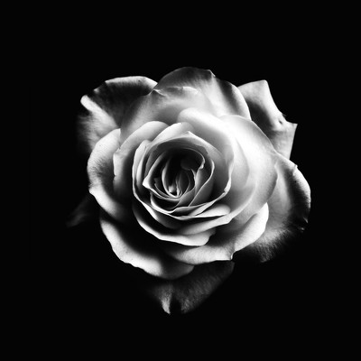 Dystopia Paradeのジャケット写真