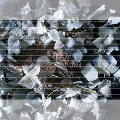 lucid dream Front Cover