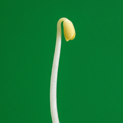 Keep! Money! (feat. Asahi Wansaka) Front Cover