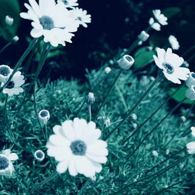 Lava Bed Front Cover