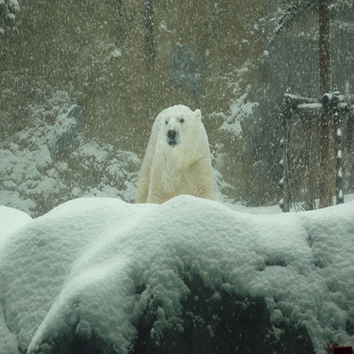 FROZEN NIGHT Front Cover