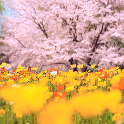 桜風(ピアノ ver.)のジャケット写真