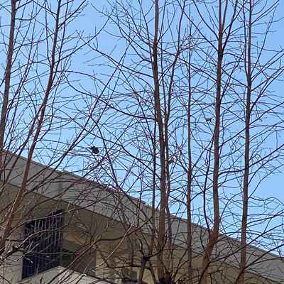 Swallowのジャケット写真