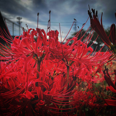 Revivalのジャケット写真