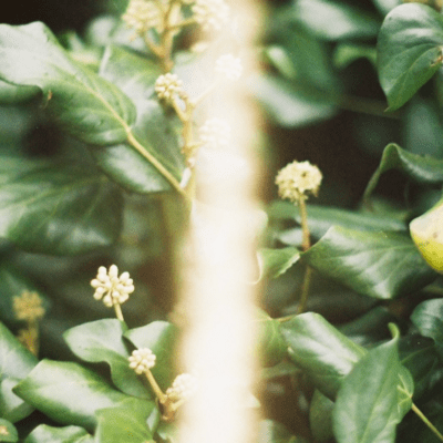 Young Leaf Front Cover