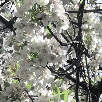 aprilのジャケット写真