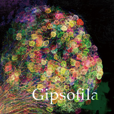 Gipsofilaのジャケット写真