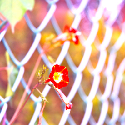 RED DATA SONG BOOKのジャケット写真