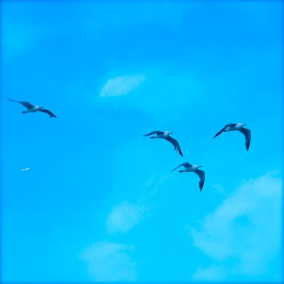 negai no manbou Front Cover