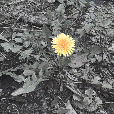 Song for et al. Front Cover