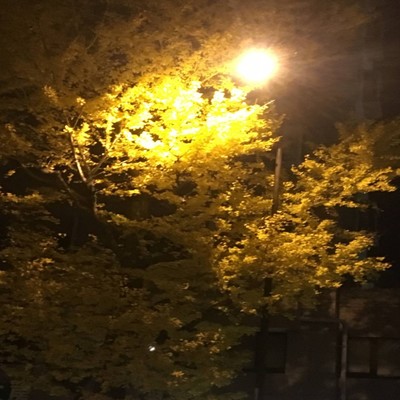 銀杏並木のジャケット写真