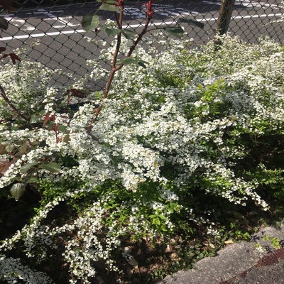 朝陽のジャケット写真