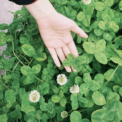 Clover Front Cover