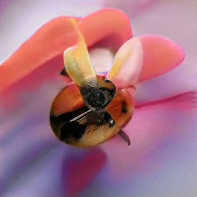 来る蜂のジャケット写真