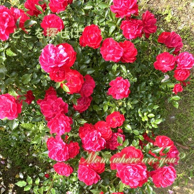 Mom, where are you? Front Cover