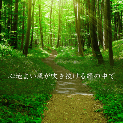 A Soothing Breeze Through the Woods Front Cover