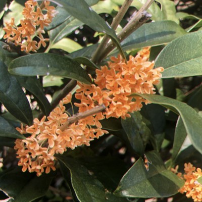 Osmanthus Front Cover
