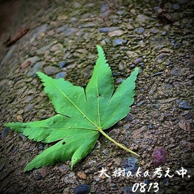 0813のジャケット写真