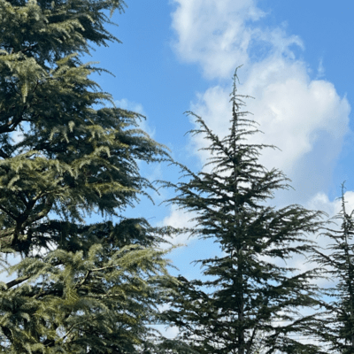 Tree Lined Avenue Scenery Front Cover