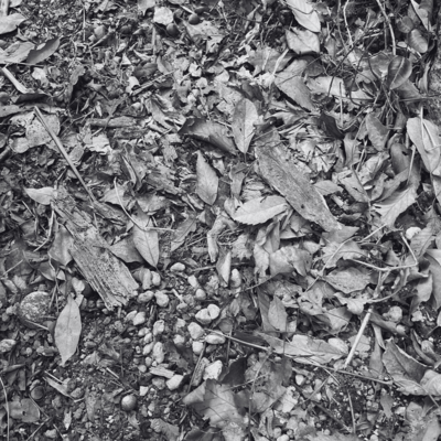 The Forest of Tomorrow Front Cover