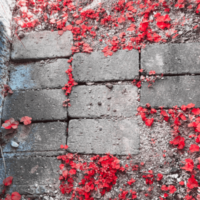 For You in Hollow Days (20251122) Front Cover