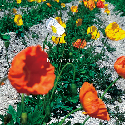 hakanayo Front Cover