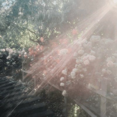 Paradise Front Cover